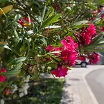 Residenza Gradenigo - * Korčula