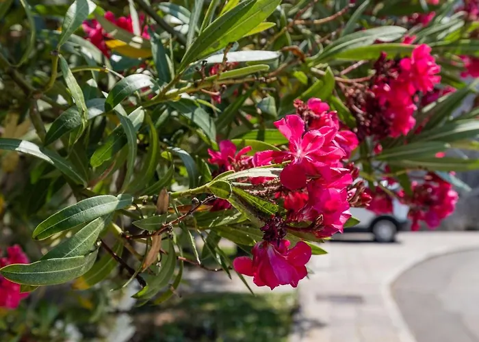 Residenza Gradenigo - * Korčula