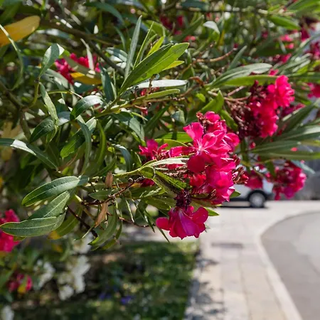 Residenza Gradenigo - * 科尔丘拉